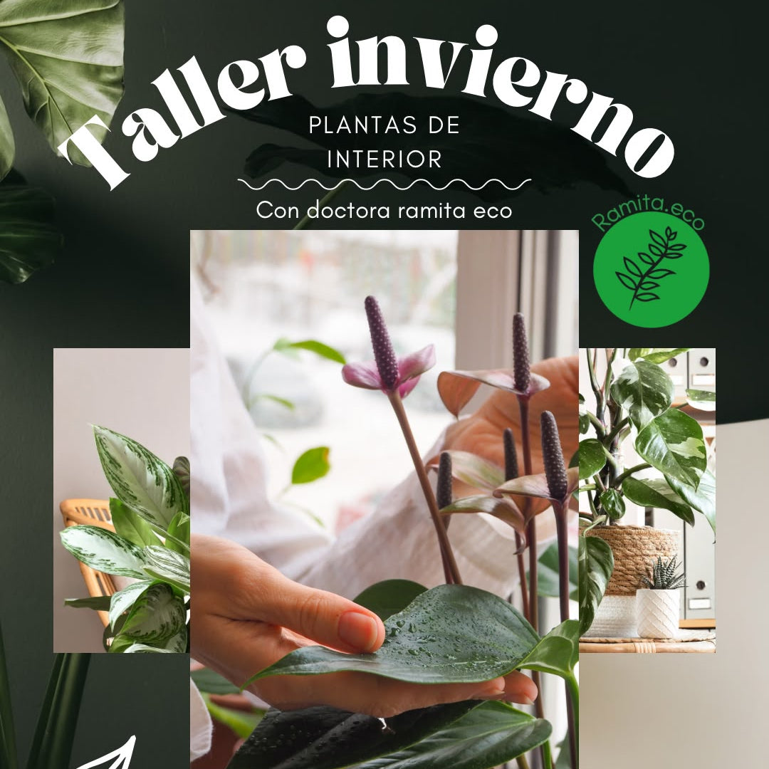 Sabiduria botánica - Experiencias de conexión a través de las plantas